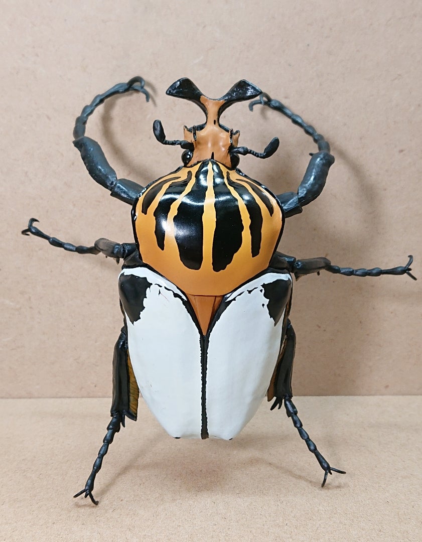 SO-TA 1/1 ゴライアスオオツノハナムグリ☆〜その②〜 | さもの