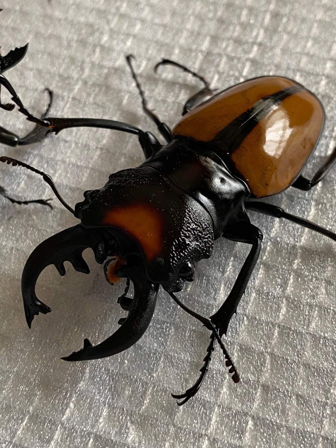 特大エラフスホソアカクワガタ（美麗個体）標本