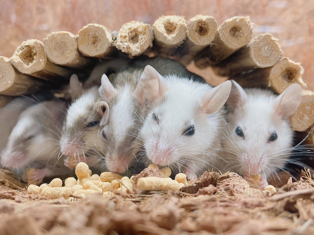 ヤワゲネズミ | パライゾ アニマルショップ＋Cafe＆Bar