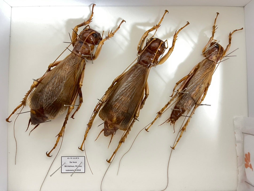 オバケコロギス オバケコオロギ 樹脂標本 【公式通販】