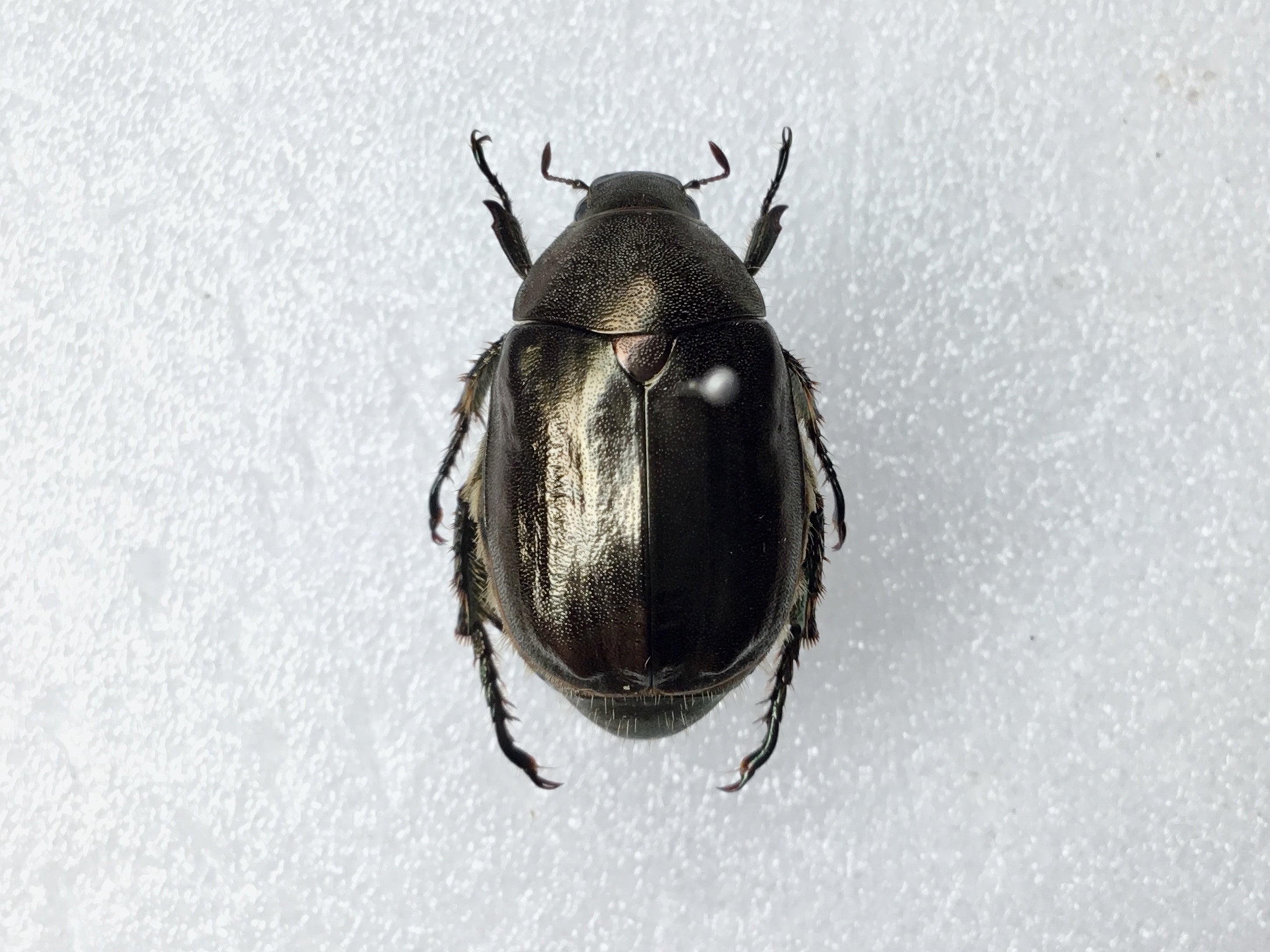 令和5年 コガネムシの標本③】7月・8月採集 | テントモソの虫ブログ