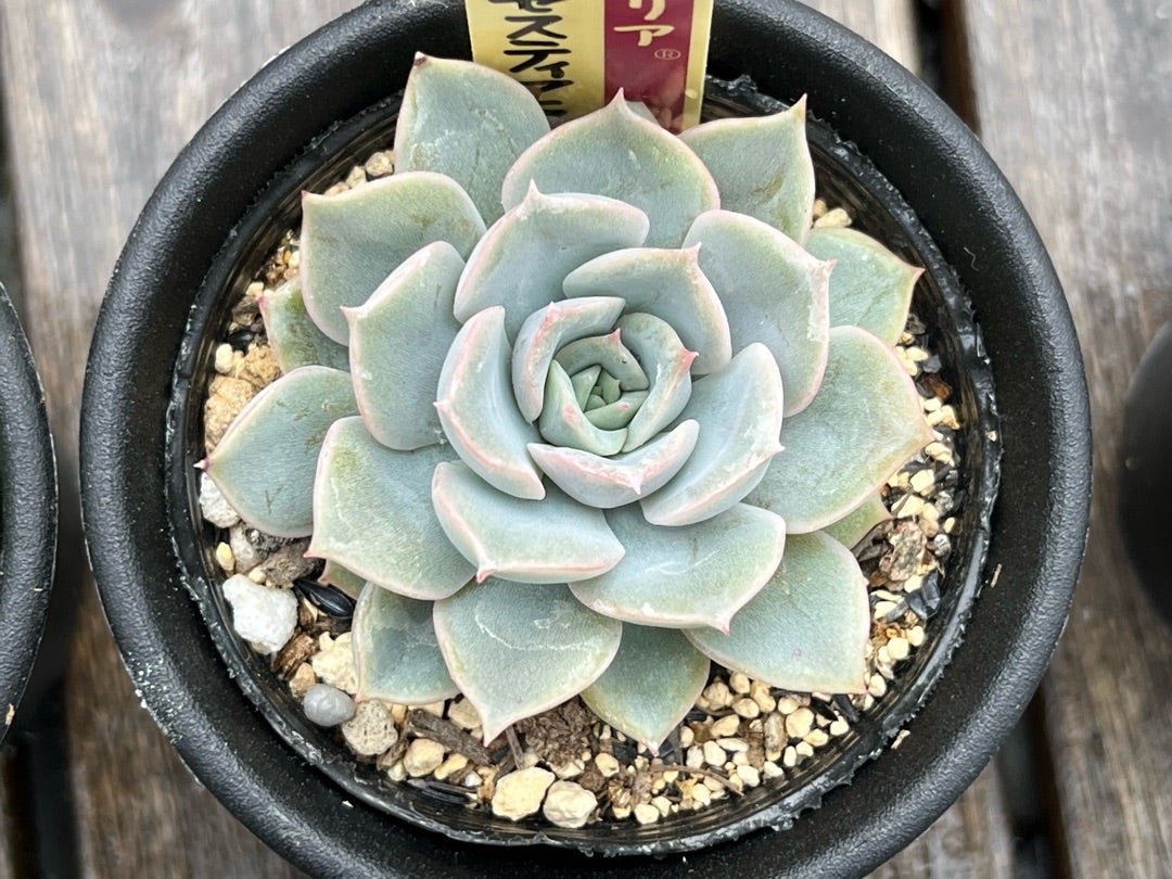 スペイン産 イザベラミズアオ ペア A- スペイン産 イザベラミズアオ