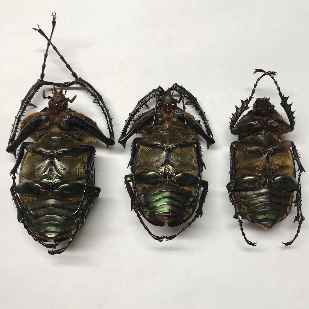 ヤンソニーテナガコガネ No.1〜3 | 愉快な海と波と恵