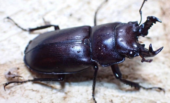 ヤクシマオニクワガタ標本 ヤクシマオニクワガタ標本 - メルカリ