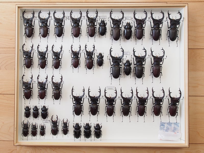 大型 フランス産 ケルブスミヤマ ♂83㎜ 標本 ミヤマクワガタ