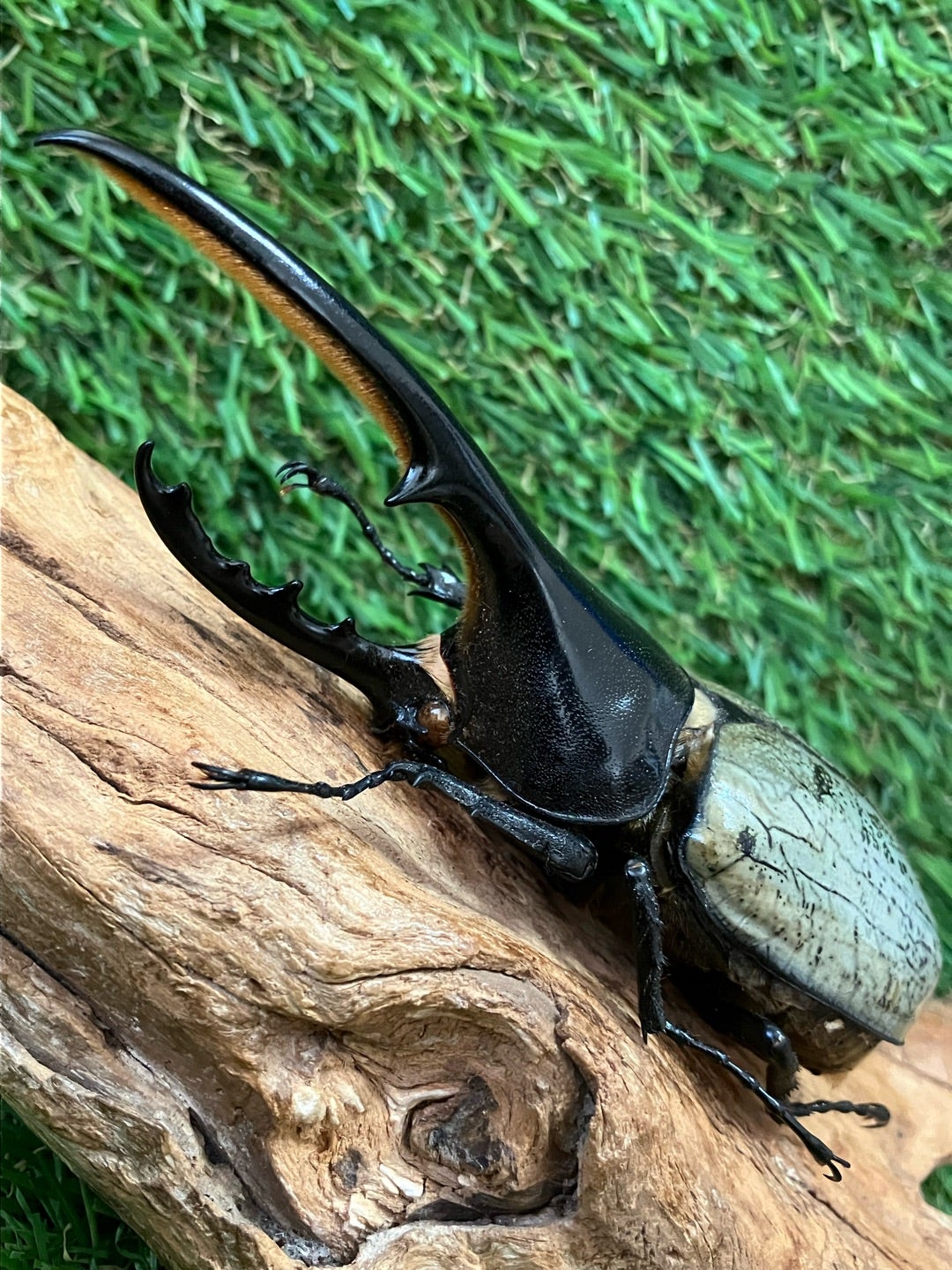 激レア！野外品！】ヘラクレス ヘラクレス ブルー個体 標本 ヘラクレス