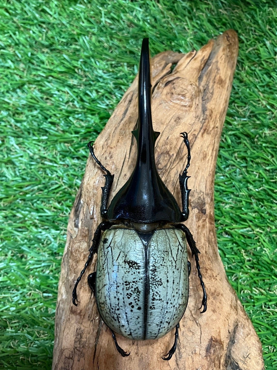 ヘラクレスオオカブト ブルー 標本 野外品 野外品ヘラクレスヘラクレス