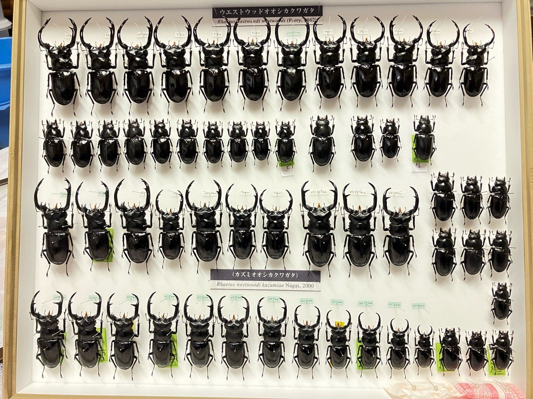 ウエストウッディ標本箱改‼️ | 【FwooD】ひろき＠三重 クワカブ関連の