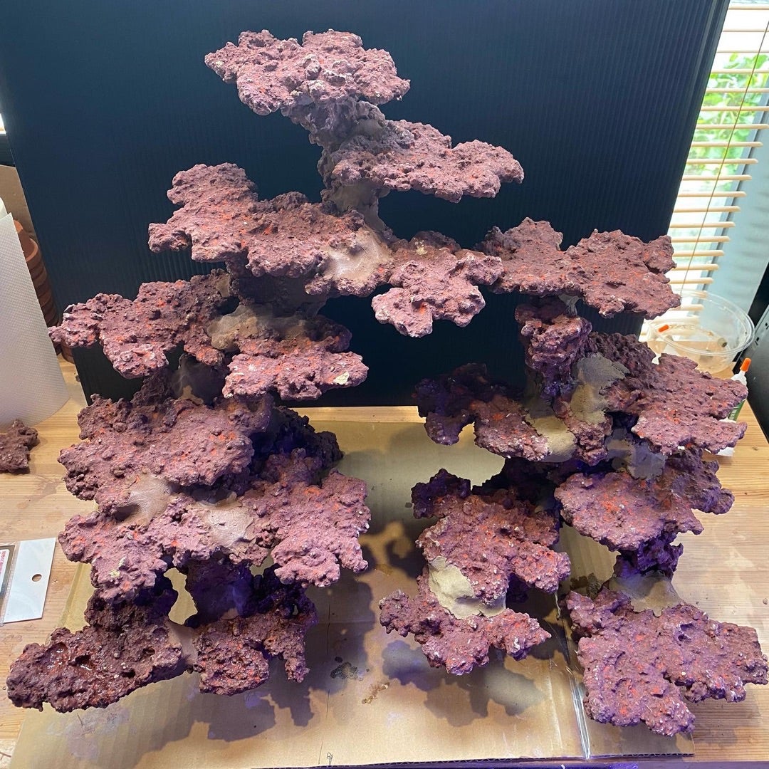 JSコーラルロックをご紹介！～応用編～ | アクアテイラーズ尼崎