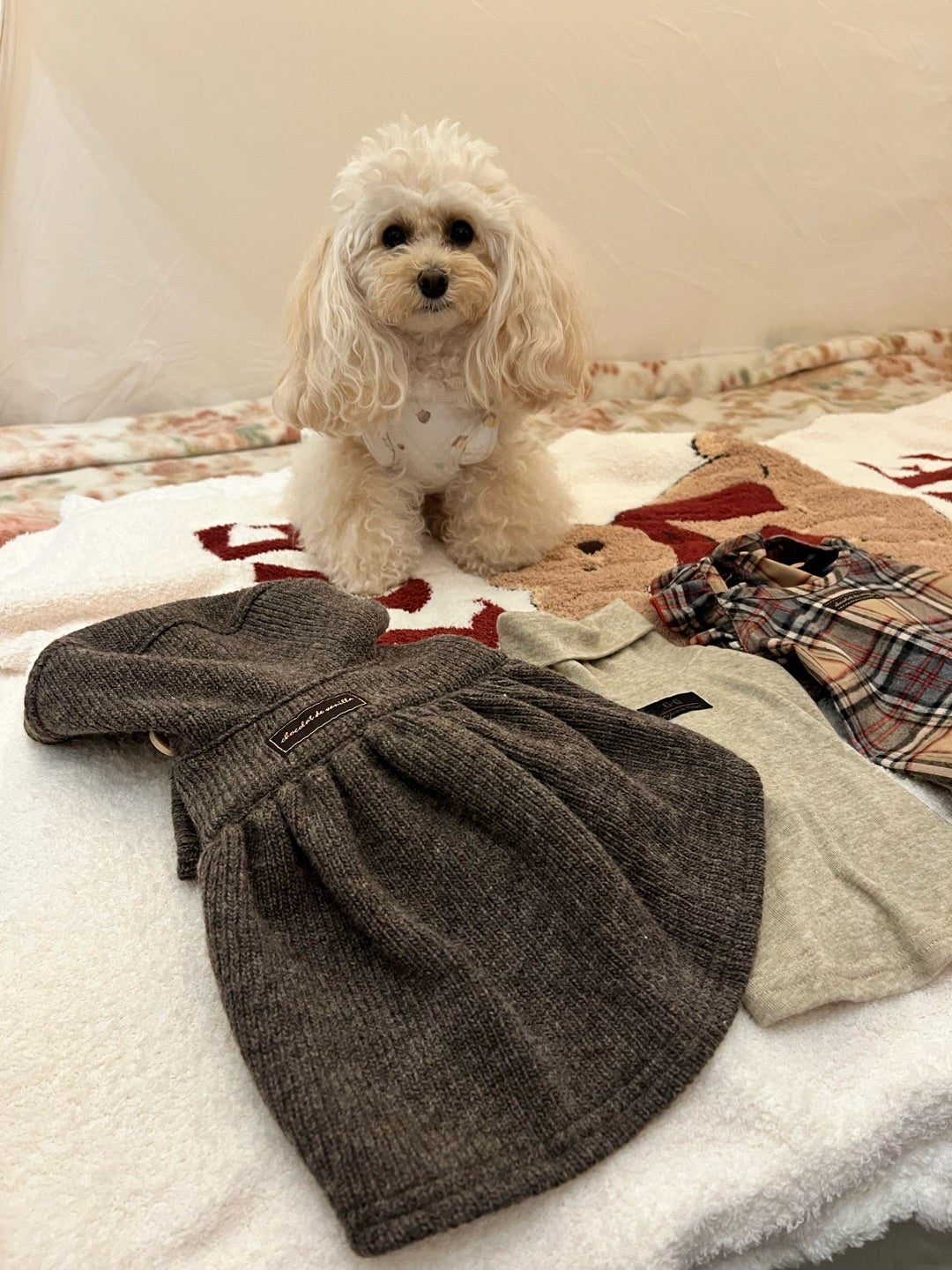 アトリエGGアトリエジジ犬服 Atelier G・G「アトリエジジのホームページ」