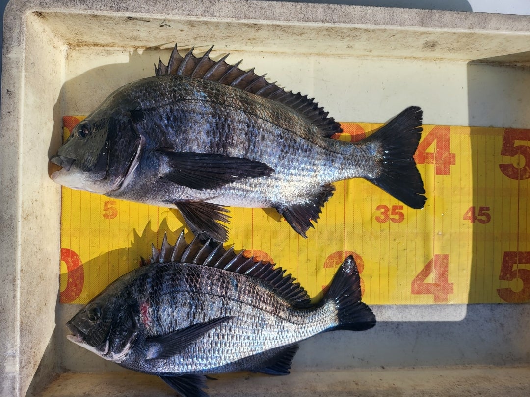 良型グレが一文字で！ チヌも狙える | フィッシングマックス 関西の