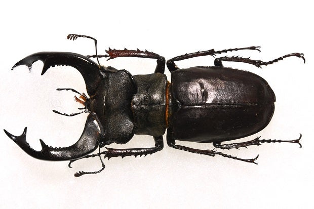 ヨーロッパミヤマクワガタ 昆虫 標本 ヨーロッパミヤマ・クワガタ 標本