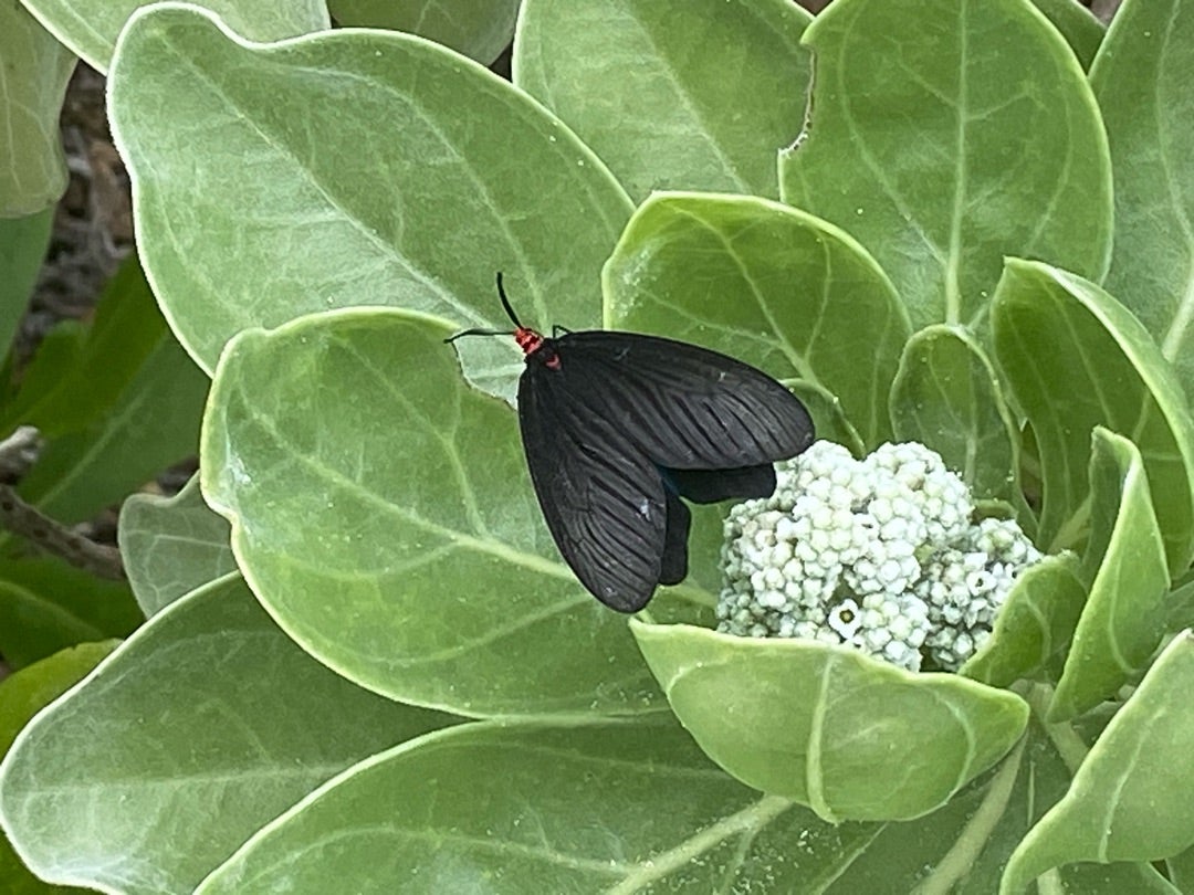 クロツバメ 2頭 クロツバメ: ネコな日々