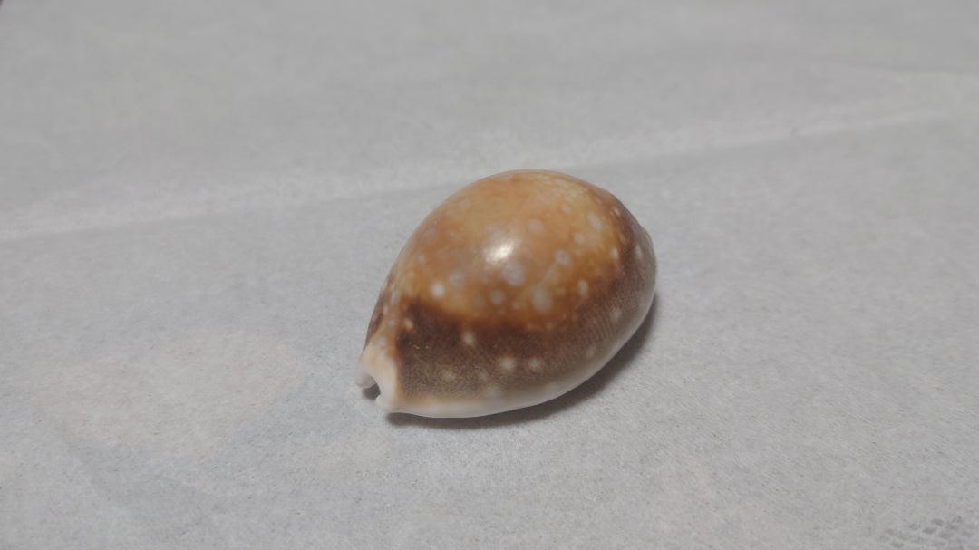 いきなりタカラガイランキング十一位〜二十位 | 全ては自分の研究の