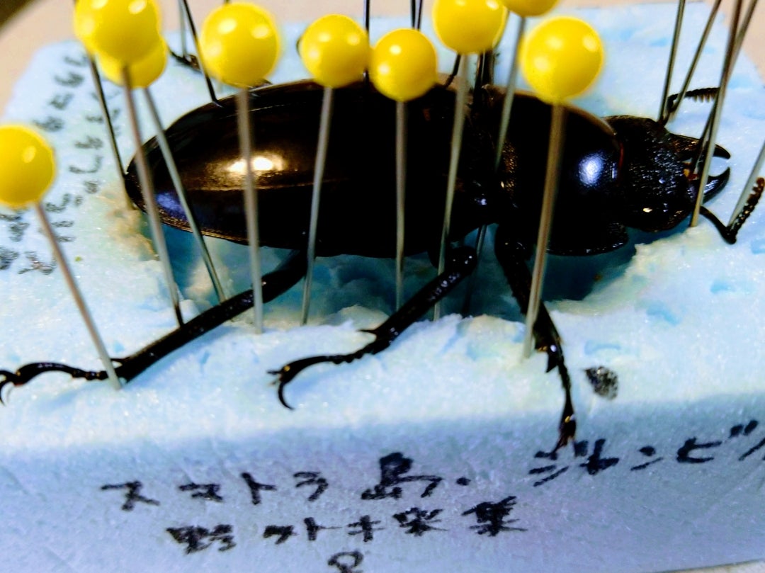 虫標本作成 | 息子(6歳)の昆虫、植物観察記録。