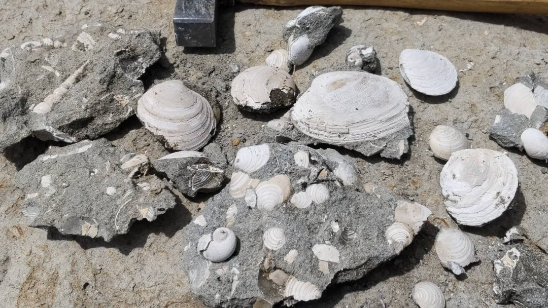 母岩は最高に硬く重いノジュール】化石二枚貝日本岐阜県瑞浪産