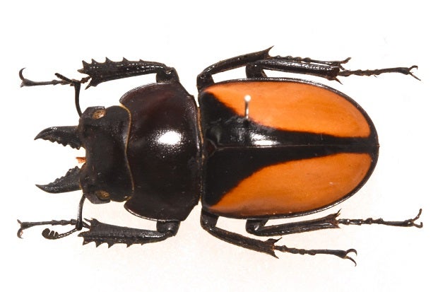 マルギナトゥスマルバネクワガタ (亜種parryi) | 昆虫漂流記