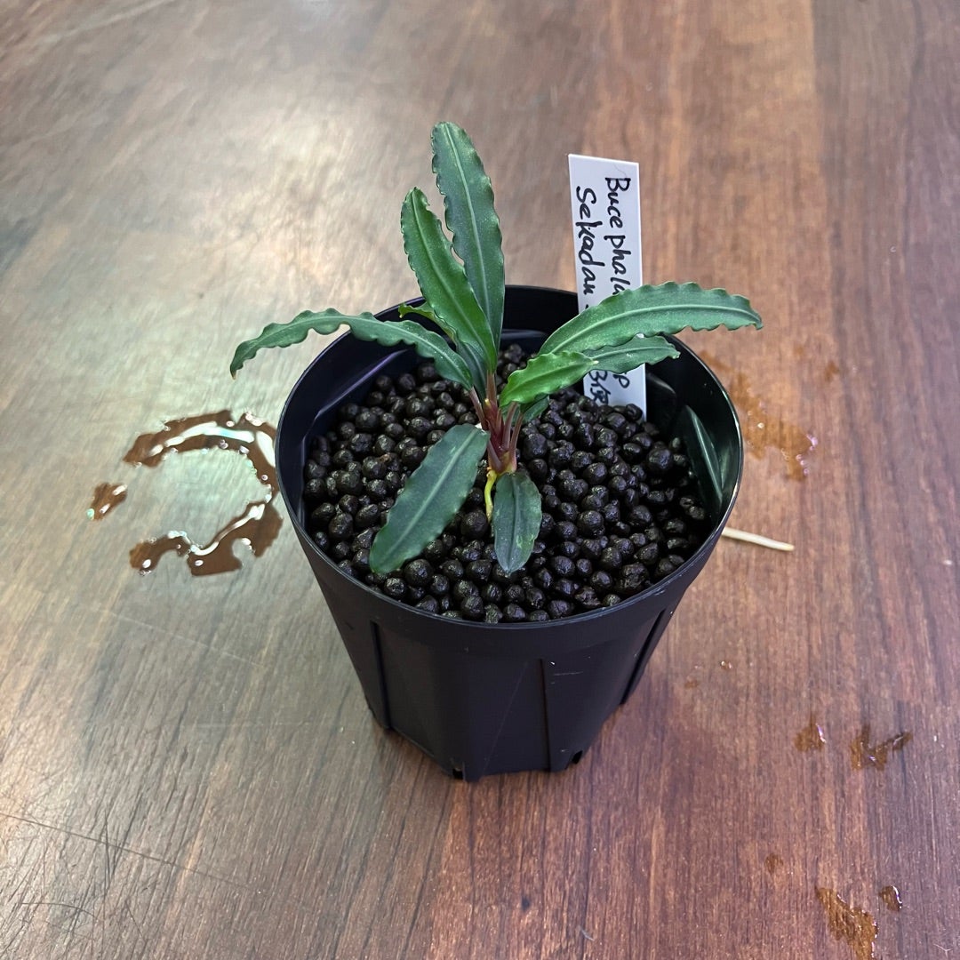 激アツ！！】ブセファランドラ入荷！！ | ヤドク＆パルダリウ部