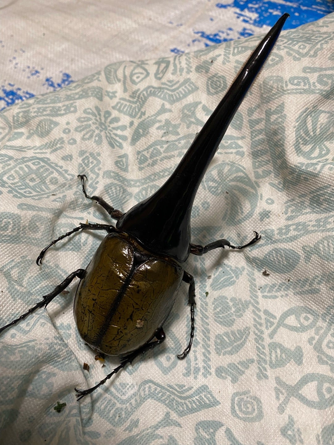 D.h. ヘラクレス 標本 max 180㎜ D.h. ヘラクレス 標本 max 180㎜ X