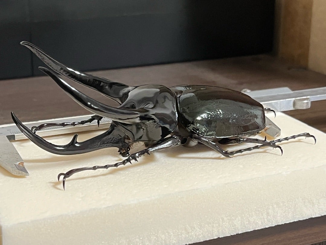 タイリクコーカサス No.1 特大 | 愉快な海と波と恵 野外採集品