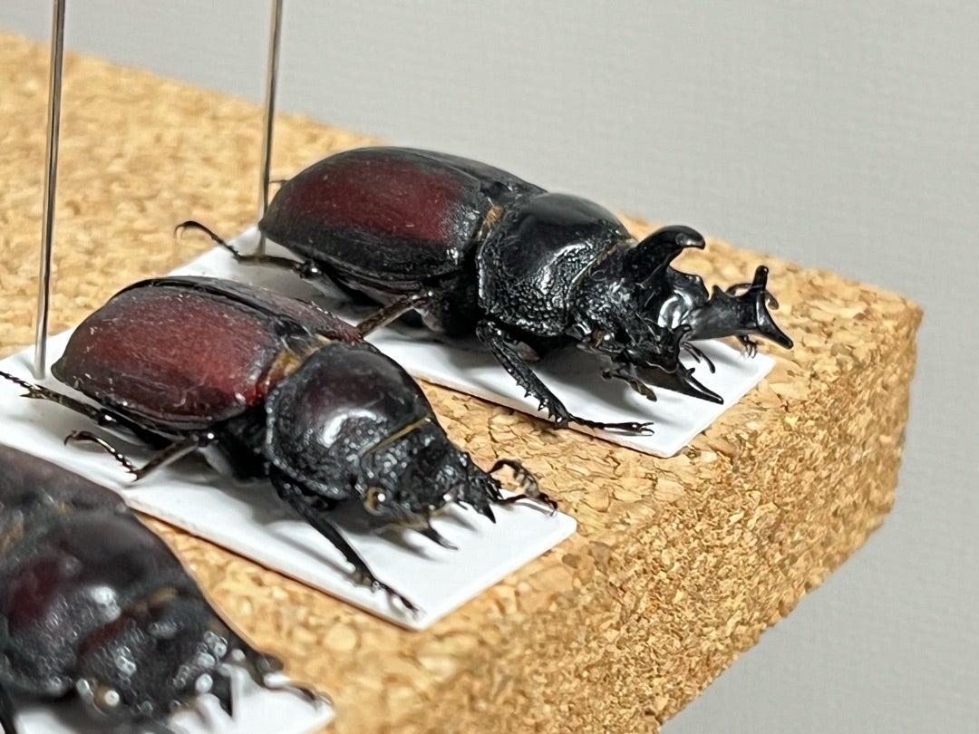 カザリツノクワガタ | 愉快な海と波と恵