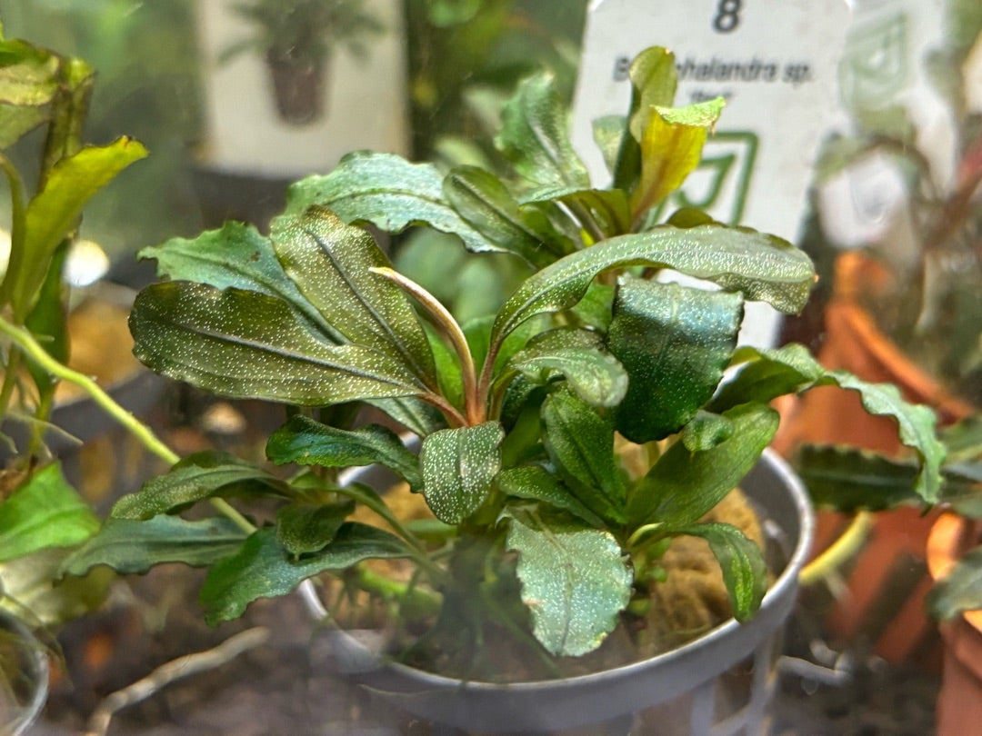 当店で取り扱っているブセファランドラのご紹介 | ペットの専門店