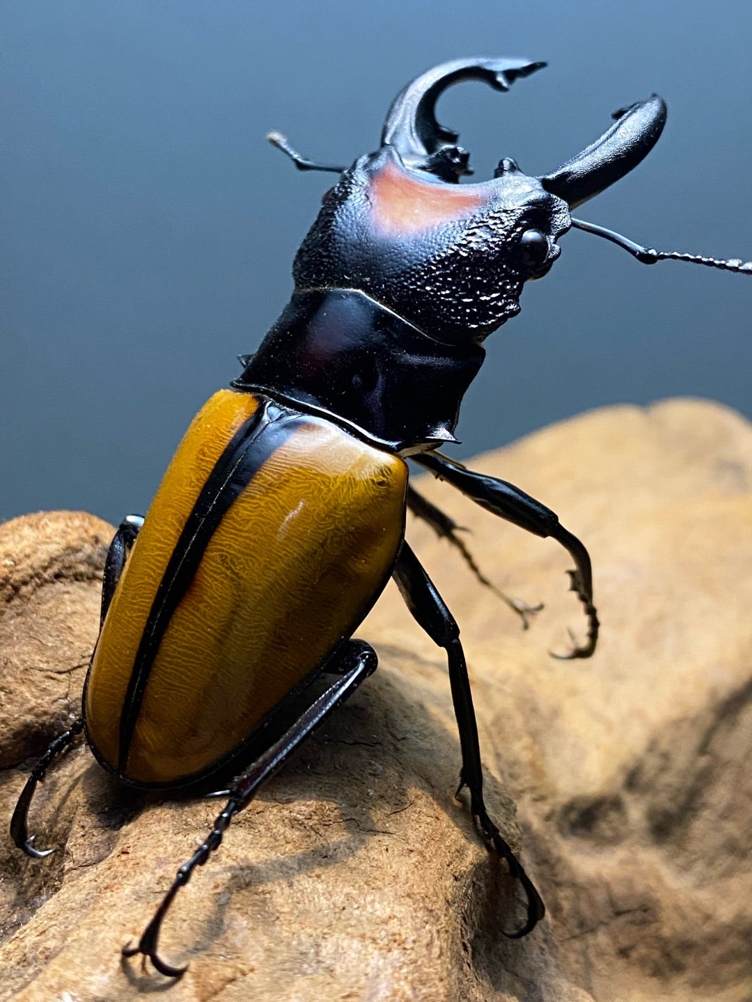 ボーレンホーベンツヤクワガタを個別飼育に切り替えました。 | Matilda