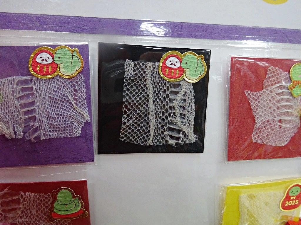 縁起がいい白ヘビの抜け殻販売中！後半はマカロニマウスの最新画像です