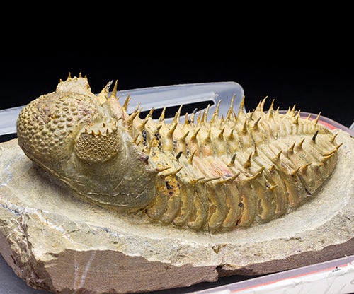 三葉虫化石 特大サイズ 全長約13cm 楽天市場】化石 三葉虫 大