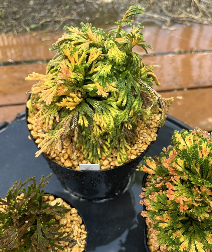 イワヒバの植え替えとか、挿し芽苗の鉢上げとか、 | 巻柏酔い2 ～いわ