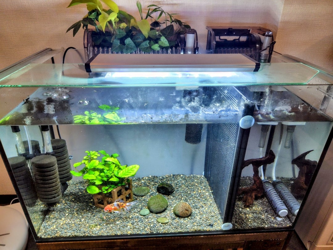 金魚7日目』濾過変更 | お魚と作るアクアリウムと雑記