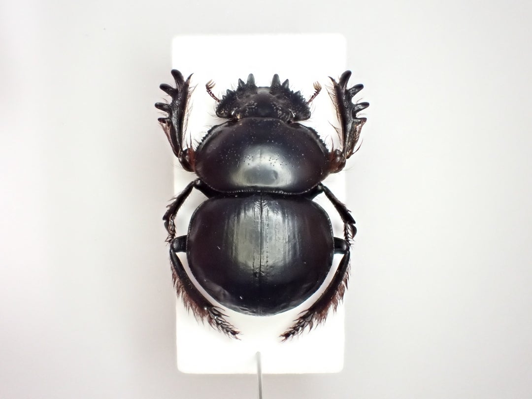 Scarabaeus 亜属 Pachysoma | 京の虫処 京虫庵