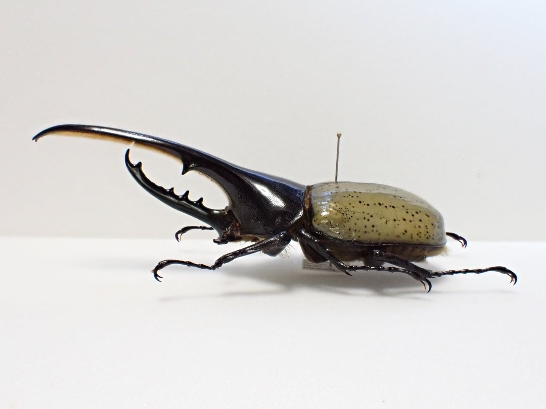 ヘラクレスオオカブト 名義タイプ亜種hercules 及び亜種baudrii | 京の