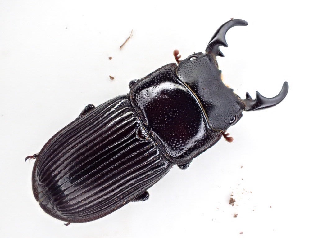 貴重】韓国産クワガタ標本セット 7/29韓国産 - PLANET OF BEETLE