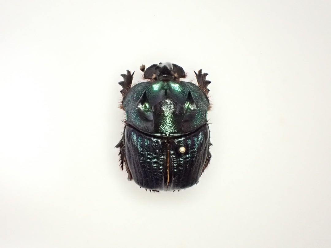 特大51㎜エンシフェルオオニジダイコクコガネ 特大 大珍品 特大