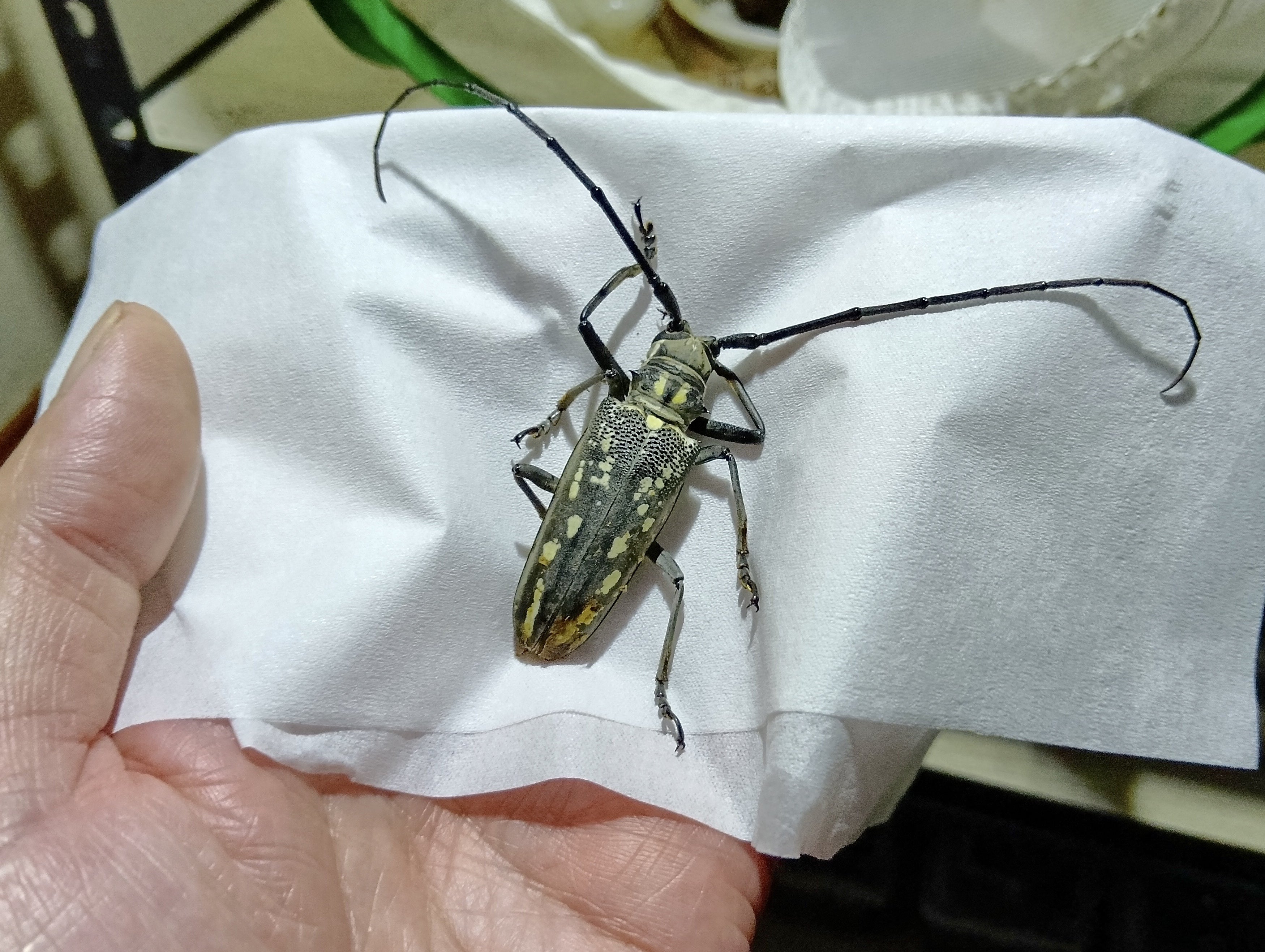 ソウルカラーは黄色かも！？【シロスジカミキリ標本】 | テントモソの