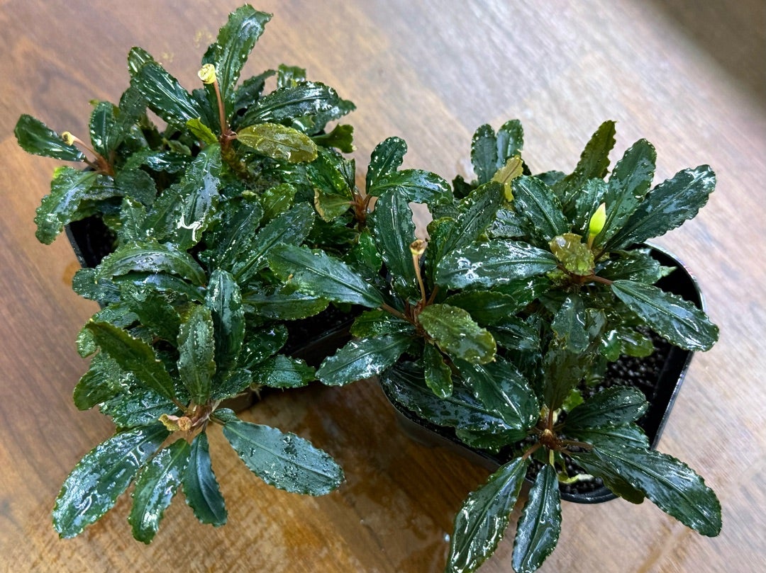 入荷情報】ﾌﾞｾﾌｧﾗﾝﾄﾞﾗも怒涛の入荷！ | ヤドク＆パルダリウ部