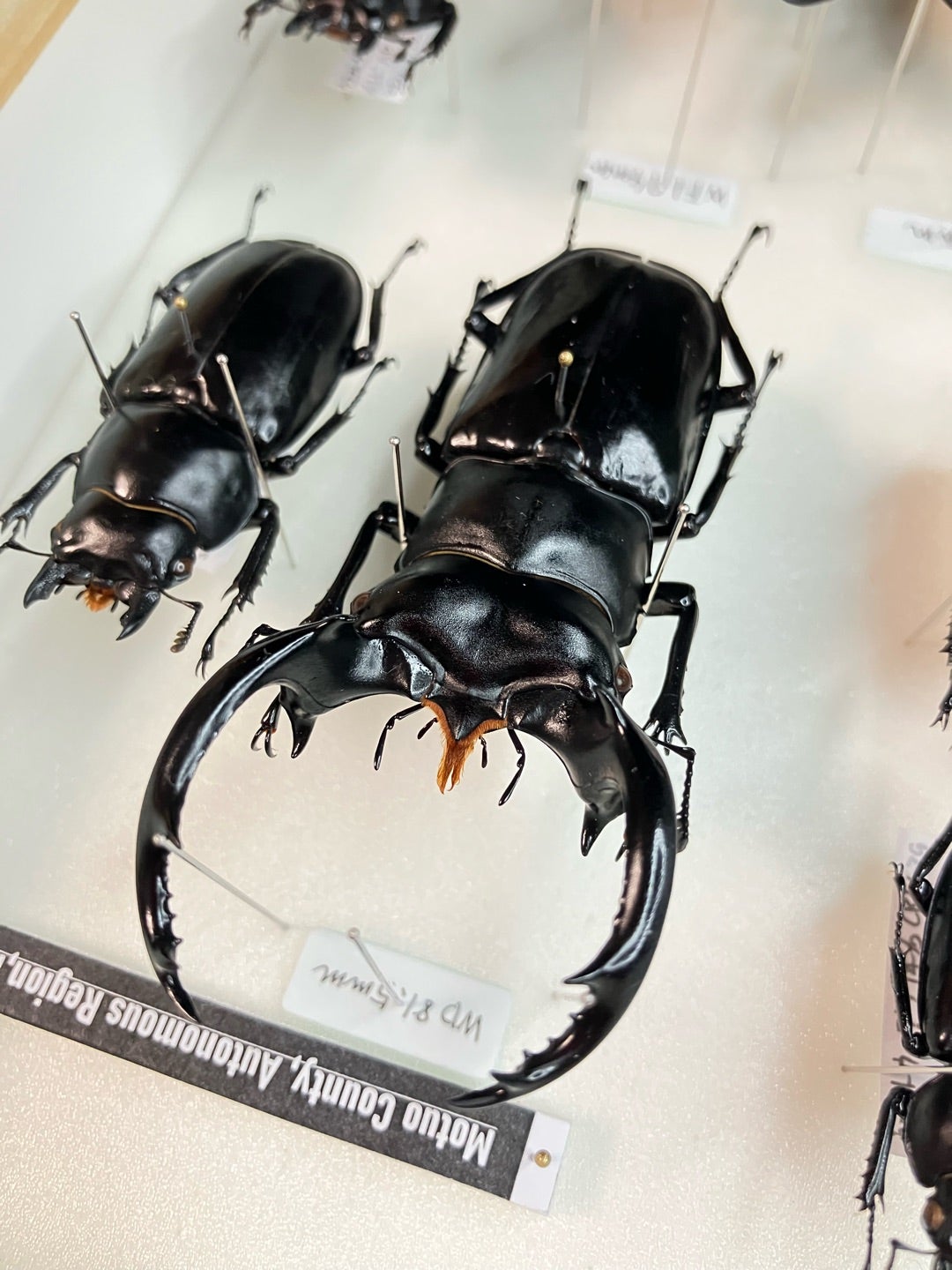 ウエストウッディ | 【FwooD】ひろき＠三重 クワカブ関連のブログ