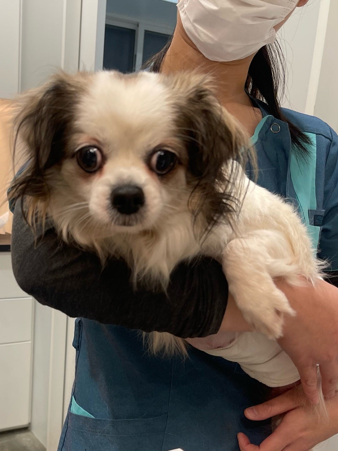 12/15 埼玉センターから犬1頭の引取りと、動物病院へ多頭飼育崩壊現場