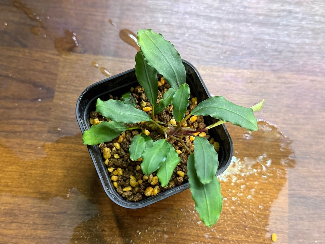 堂々入荷】希少なﾌﾞｾﾌｧﾗﾝﾄﾞﾗが入荷致しました！ | ヤドク＆パルダリウ部