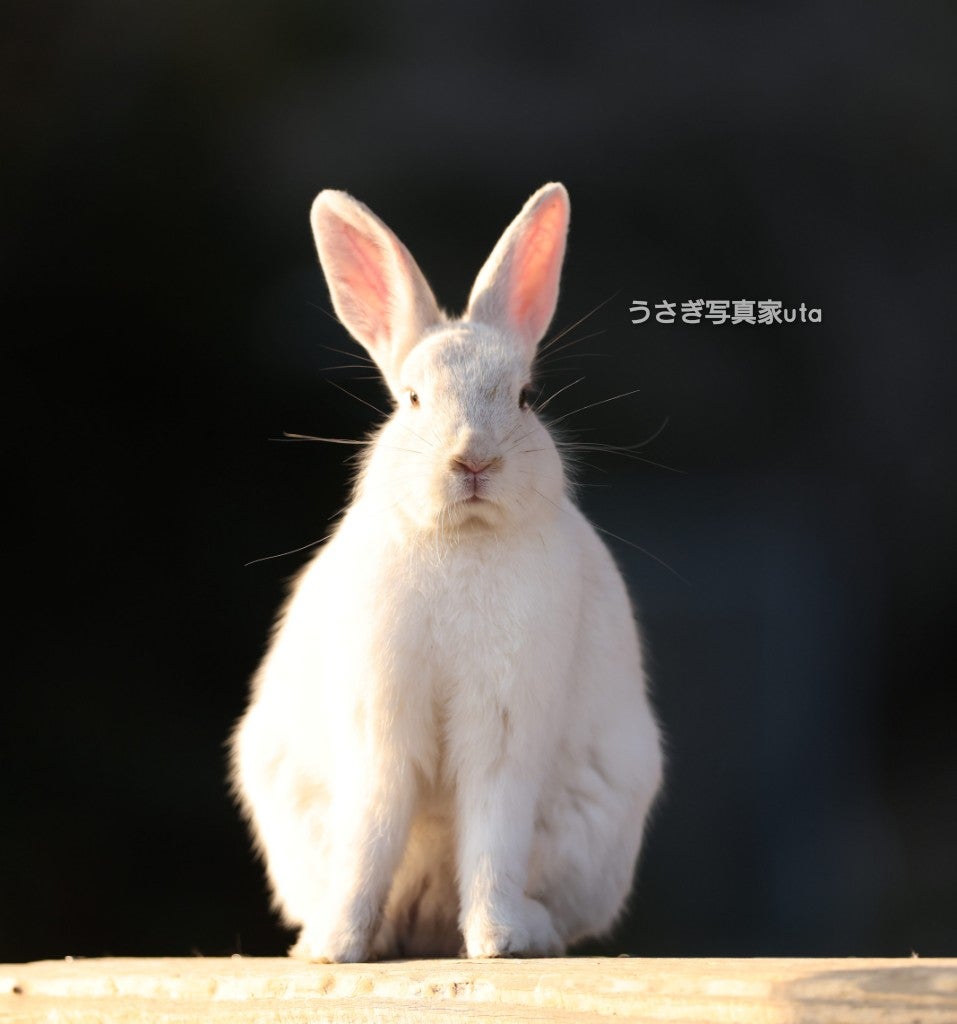 ゆっくり寝るのじゃ（大久野島のうさぎさん） | ～うさぎの楽園 「大