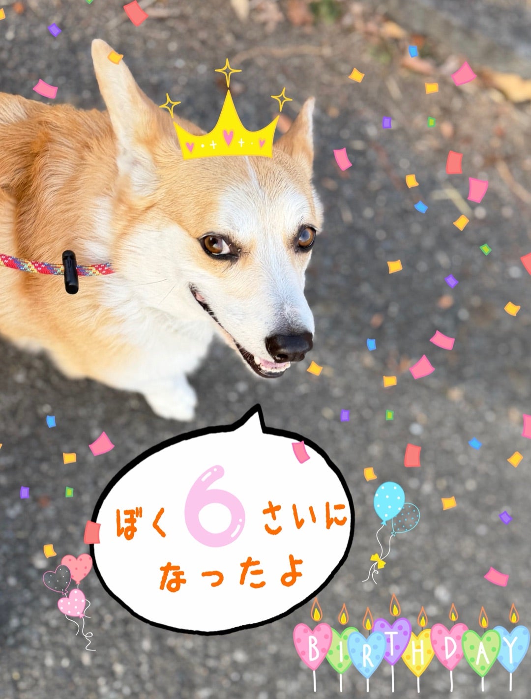 コタママさんのプロフィールページ