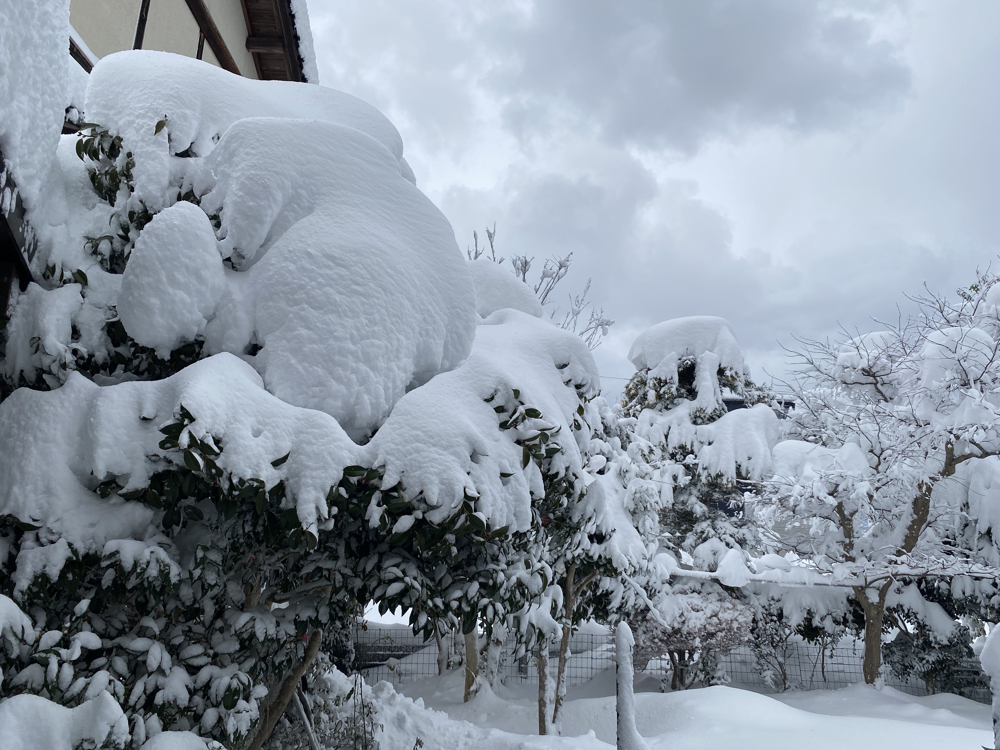 お伽の国のような雪景色！ | 母と娘と豆柴と 改め 母と息子夫婦と二匹