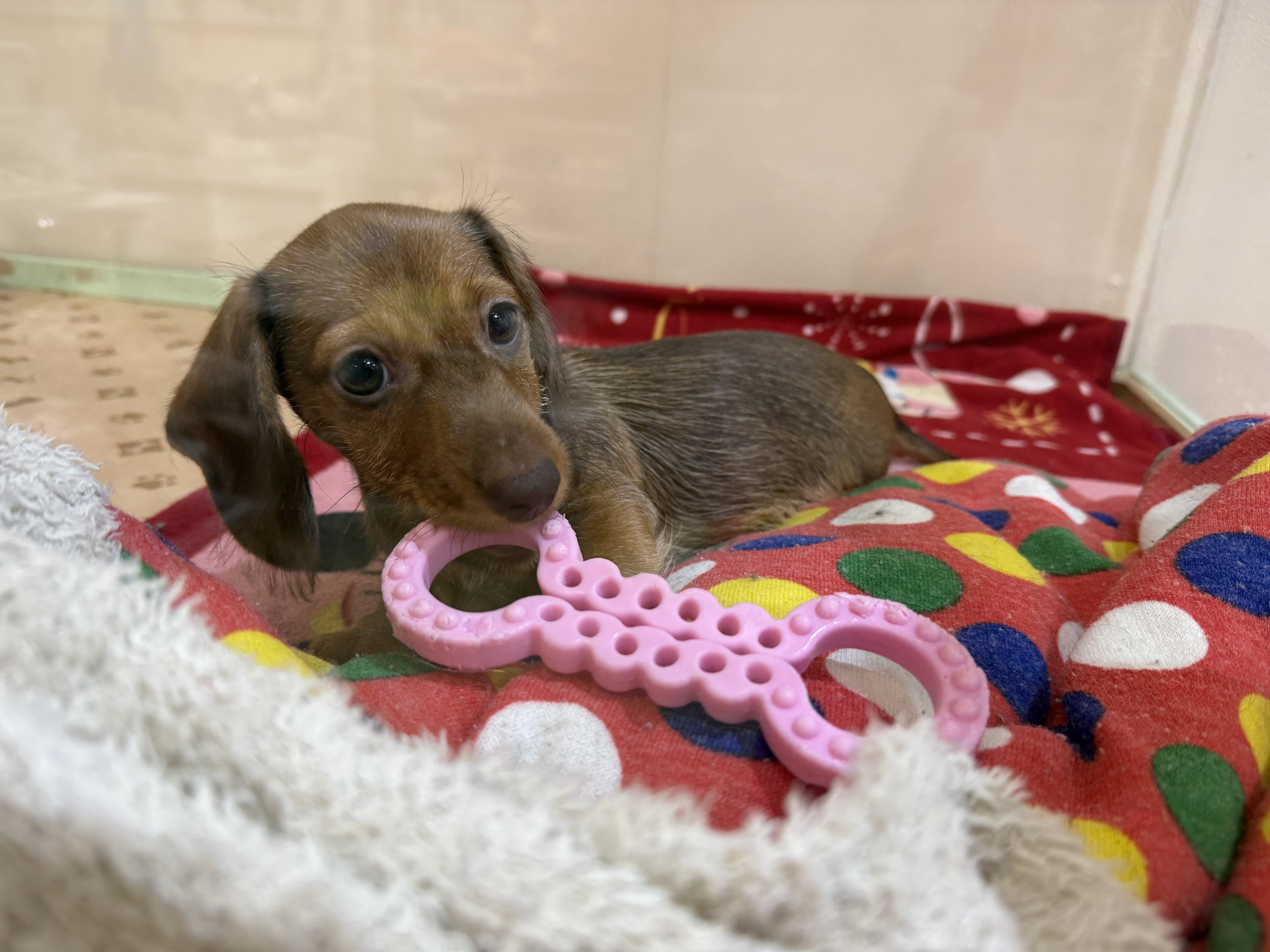 銀座ダックスダックスの新着記事｜アメーバブログ（アメブロ）