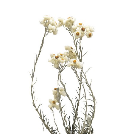 ドライ】コアトレーディング/エバーラスティングスニージーズ