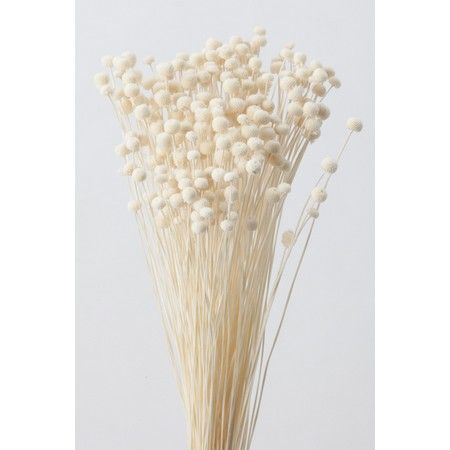 即日☆【ドライ】大地農園/ピンキーボタン 白 22g/30150-011 - 花材