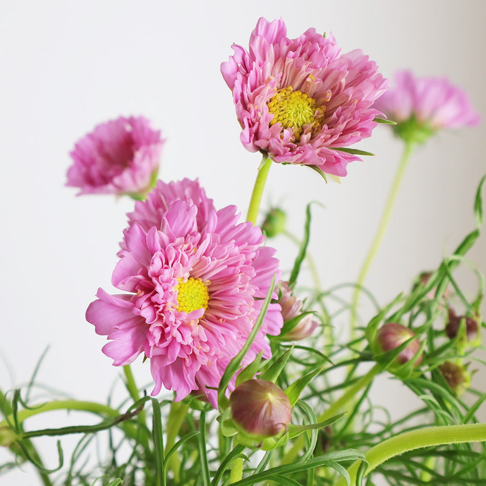 生花】コスモス ダブルクリックローズ(ピンク八重)青木さん、海保さん