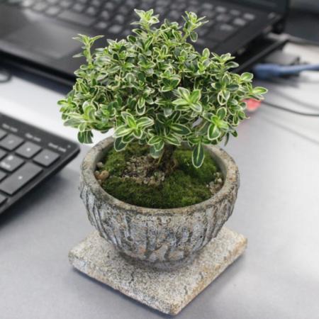 送料無料】【生花/鉢】ミニ盆栽 白鳥花 ※北海道・九州・沖縄は別途送料