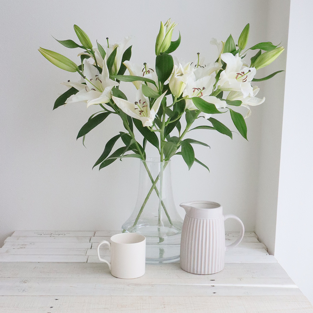 直前!】オリエンタルユリ プレミアムブロンド(白) 80CM 4-5輪つき FF