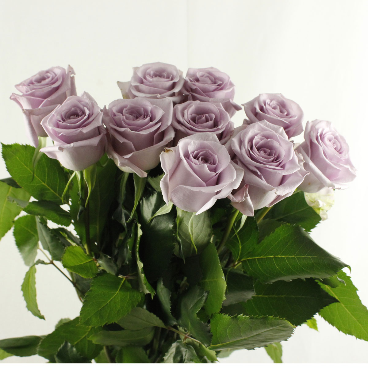 直前!/】バラ オーシャンソング(淡紫) ※入荷少 - 花材通販はなどんや
